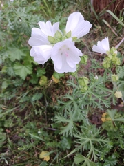 Malva moschata