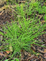 Equisetum arvense