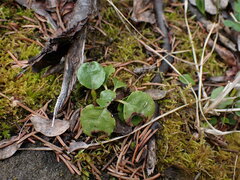 Orthilia secunda