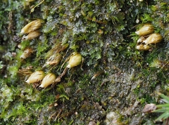 Diphyscium foliosum