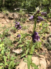 Penstemon whippleanus