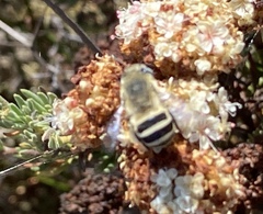 Anthophora urbana
