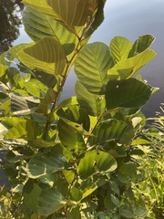 Alnus serrulata