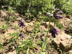 Penstemon whippleanus