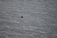 Phoca vitulina vitulina