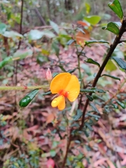 Pultenaea scabra