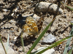 Phyciodes pulchella