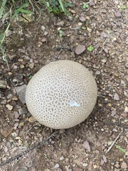Scleroderma areolatum