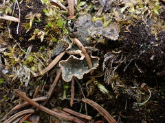 Peltigera