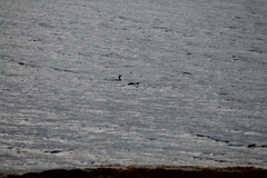 Phoca vitulina vitulina