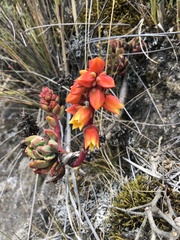 Echeveria quitensis