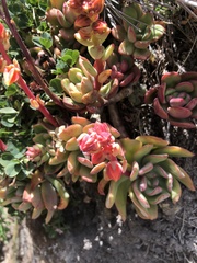 Echeveria quitensis