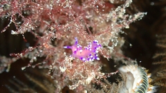 Coryphellina arveloi