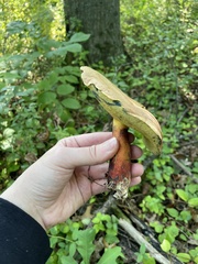 Cyanoboletus pulverulentus