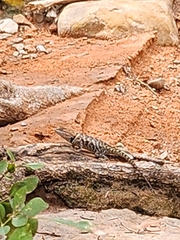 Sceloporus uniformis