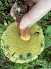 Cyanoboletus pulverulentus
