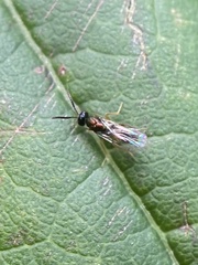 Torymidae