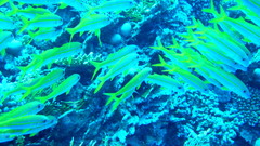 Mulloidichthys vanicolensis