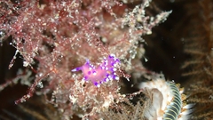 Coryphellina arveloi