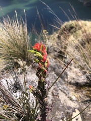 Castilleja fissifolia
