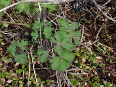 Aquilegia formosa