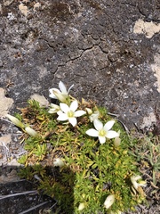 Gentianella cerastioides