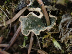 Peltigera