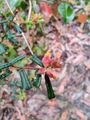 Pultenaea scabra