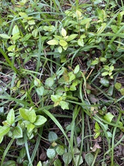 Trachelospermum asiaticum