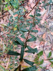 Pultenaea scabra
