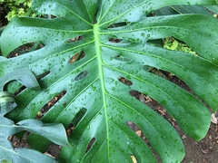 Monstera deliciosa