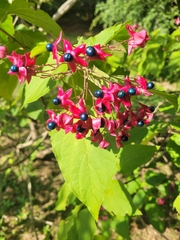Clerodendrum