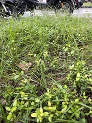 Trachelospermum asiaticum