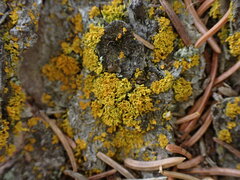 Xanthoria