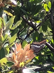 Charaxes jasius