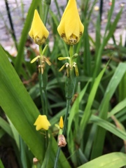 Trimezia steyermarkii