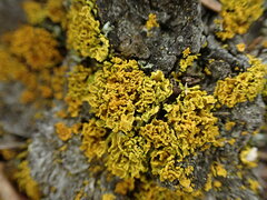 Xanthoria