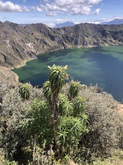 Siphocampylus giganteus