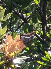Charaxes jasius