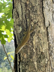 Anolis carolinensis