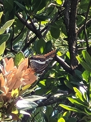 Charaxes jasius