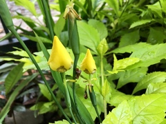 Trimezia steyermarkii