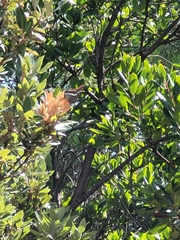 Charaxes jasius