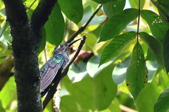 Campylopterus hemileucurus