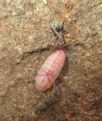 Anoplolepis custodiens