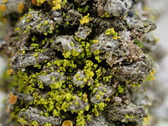 Candelariella