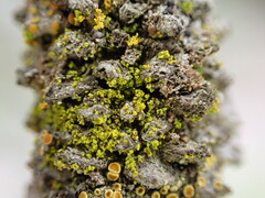 Candelariella