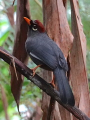 Pterorhinus mitratus