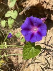 Ipomoea purpurea