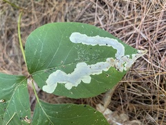 Cameraria guttifinitella